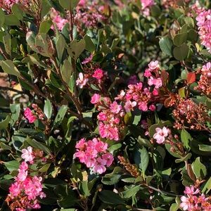 Meet your Posher, Moriah